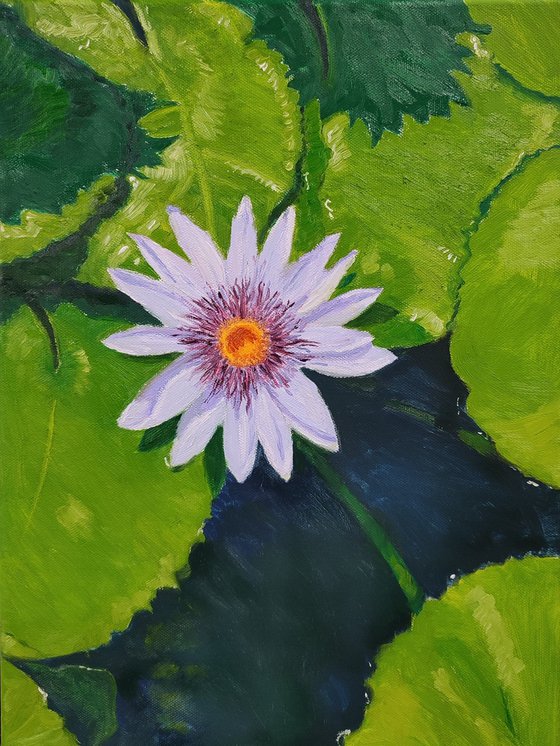 Water lily