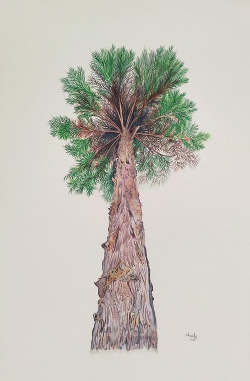 Himalayan Cedar tree by Shweta  Mahajan