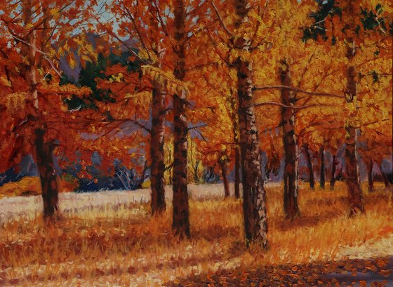 A Symphony of Autumn Aspens