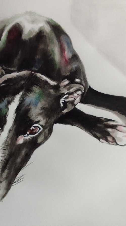 Greyhound by Soso Kumsiashvili
