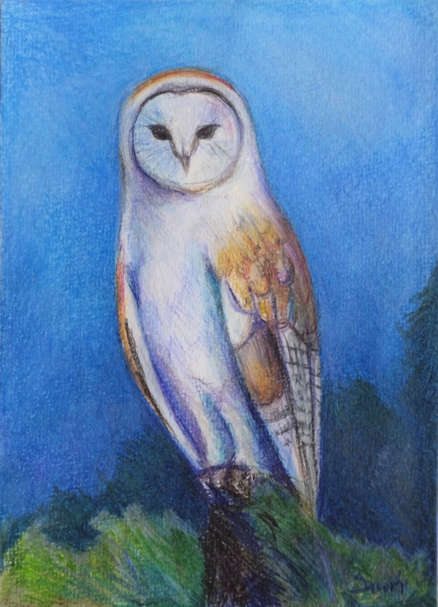 Barn Owl by Dawn Rodger