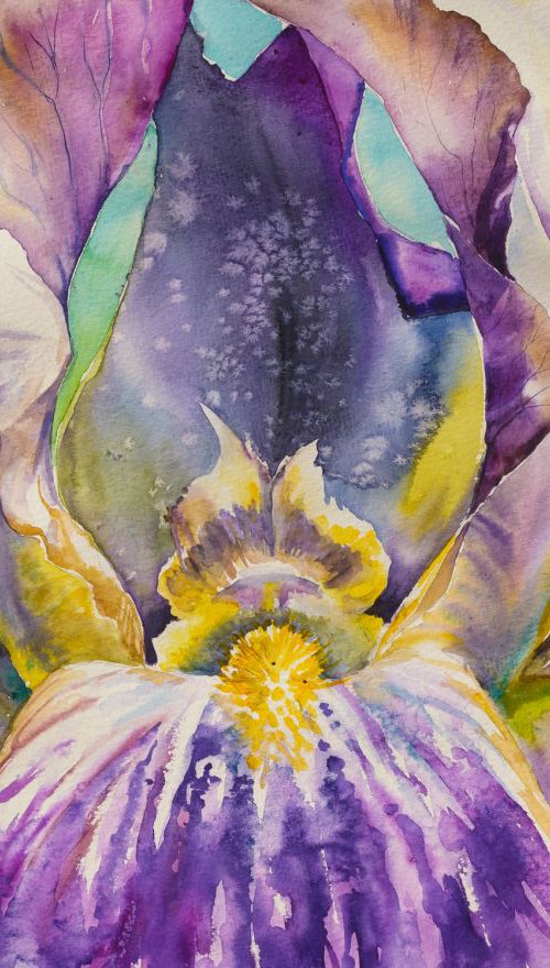 Iris flower close up by Eve Mazur