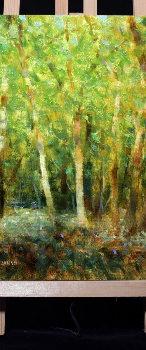 Forest with birch trees by Gav Banns