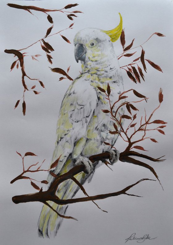 Cockatoo