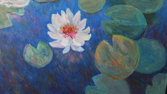 Evening Water Lilies