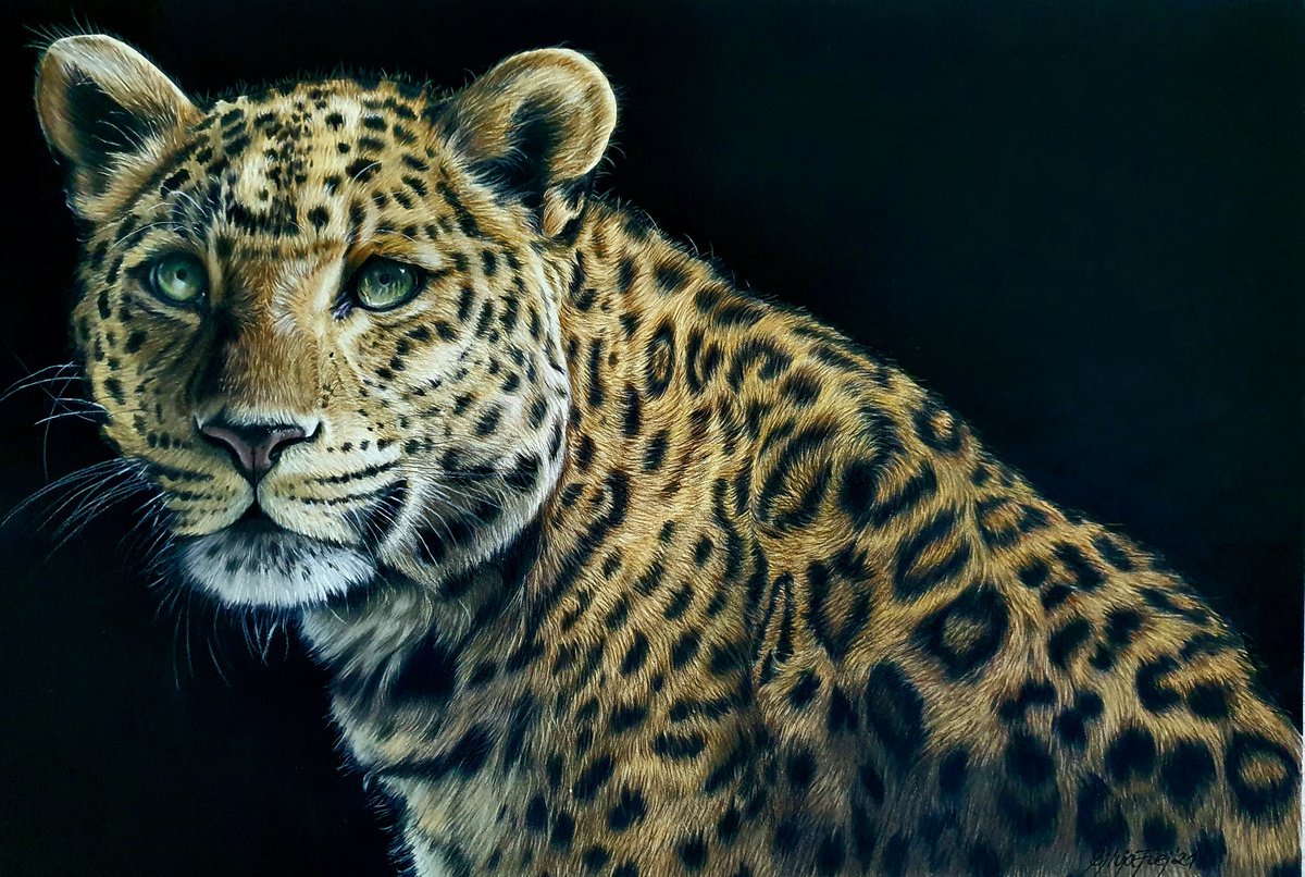 Inquisitive Leopard portrait by Silvia Frei