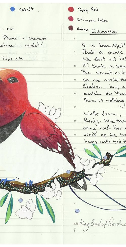 Birds of Oceania: King Bird of Paradise by Fran Giffard