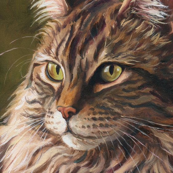 Majestic Maine Coon cat with green eyes