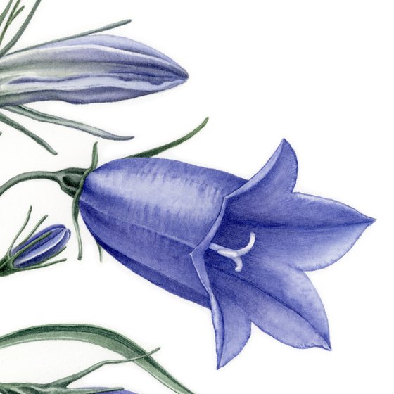 Blue Campanula