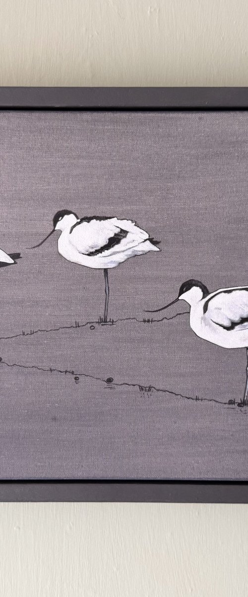 Avocets by Jem Gooding