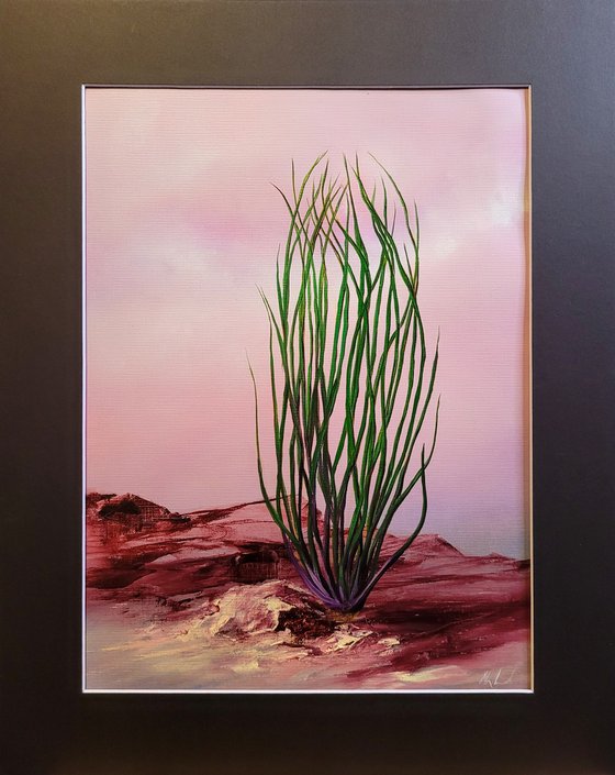 Sunrise, Ocotillo