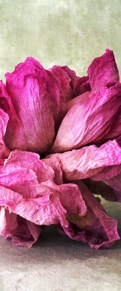 DRIED PAEONY by SARAH PARSONS