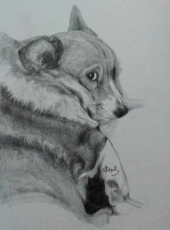 Corgi sadness