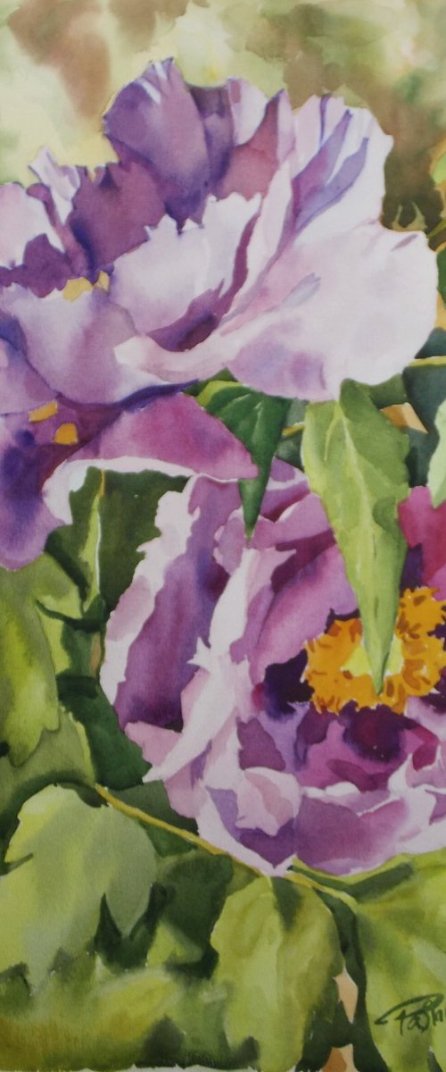 MAGENTA PEONIES by Yurii Pashkov