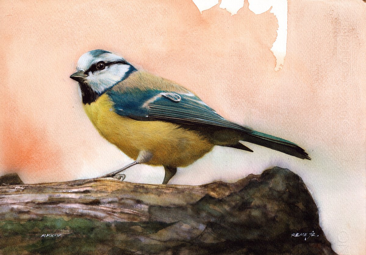 Photorealistic Animal Watercolour By Reme Jr., 14 X 9", Blue Tit, Original Artwork
