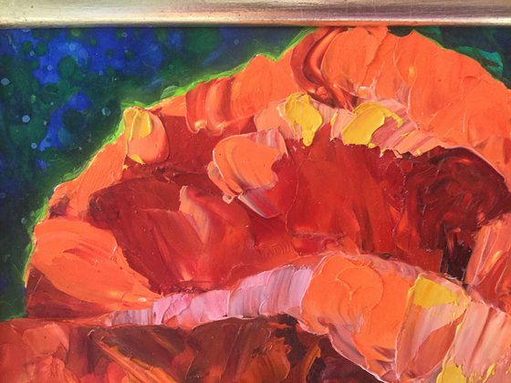 Orange Poppy Duo