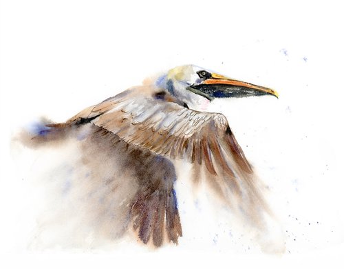 Flying Brown Pelican  -  Original Watercolor Painting by Olga Shefranov (Tchefranov)