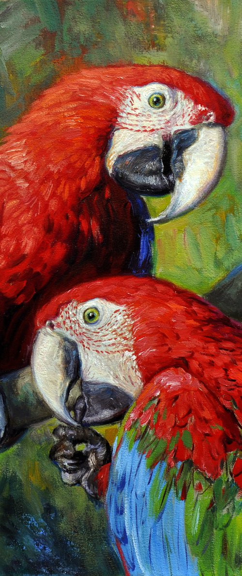 Scarlet macaws by Gabriel Hermida
