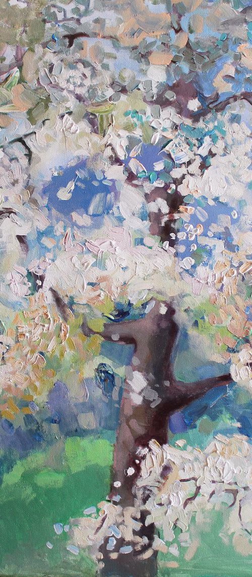 Flowering of cherry by Anastasiia Grygorieva