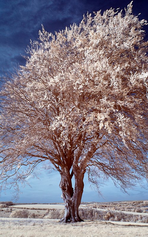 Beech Tree, Half-moon Piece. by Ed Watts