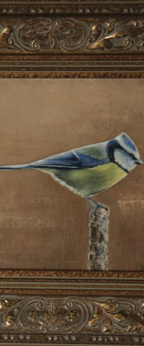 Blue Tit in Summer by Alex Jabore