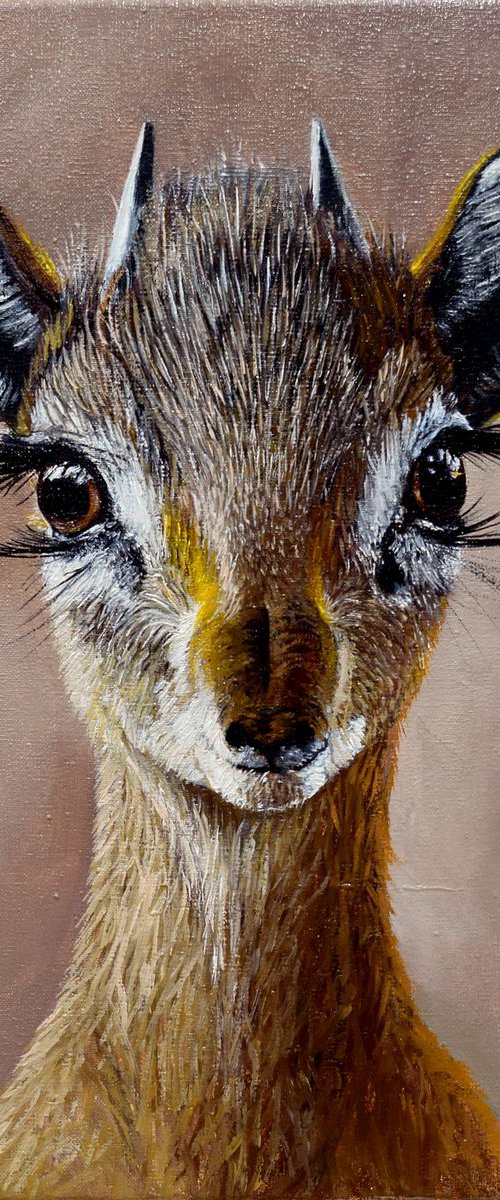 Madoqua (Wild dik-dik antilopa)30 X 30 cm - Ready to Hang by Elena Adele Dmitrenko