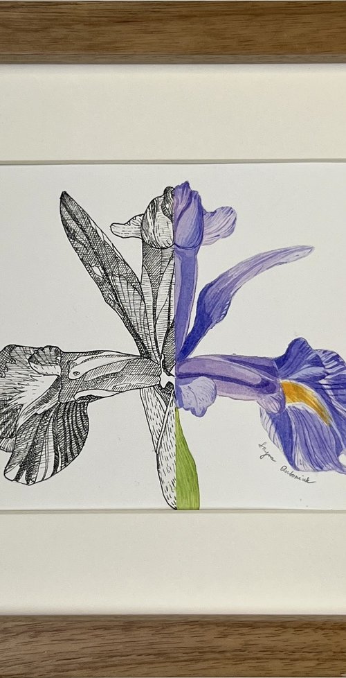 Garden iris flower by IRENA TONE