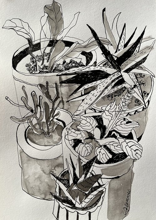 Cactus family by Christine Callum  McInally