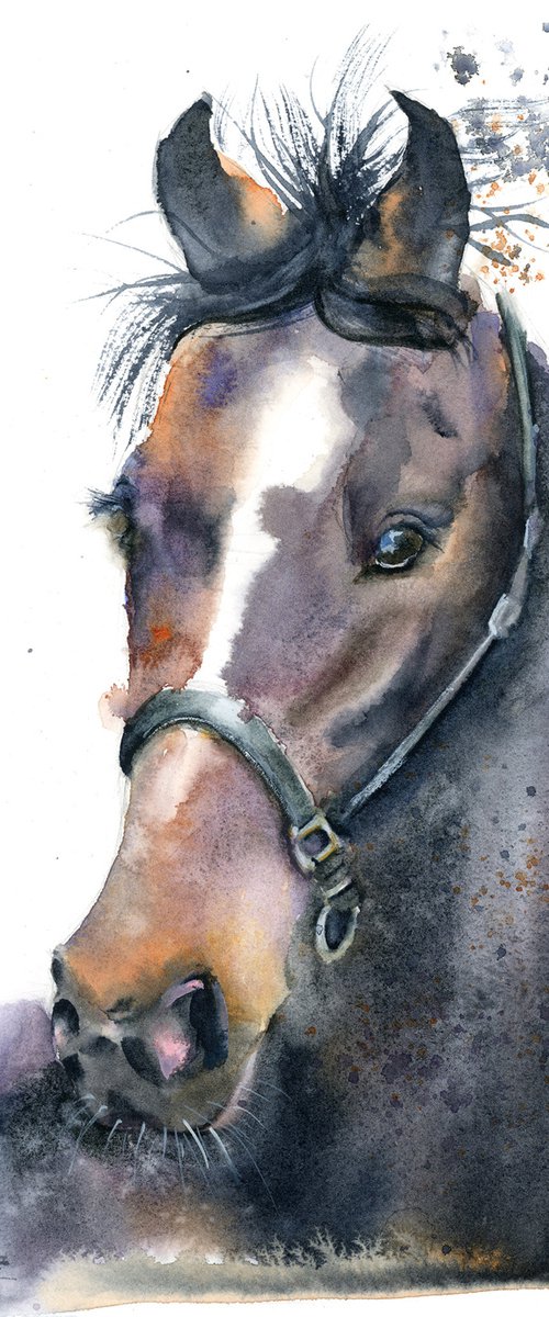 Horse portrait (2) by Olga Tchefranov (Shefranov)