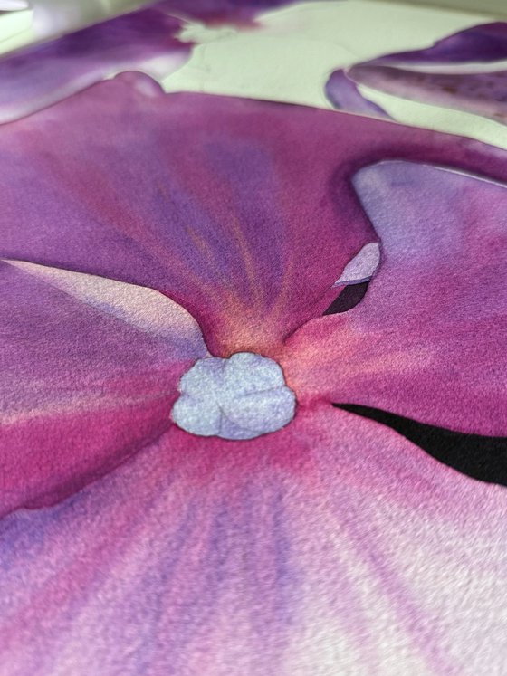 Miss Hydrangea