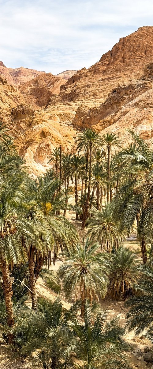 Oasis by Gilliard Bressan