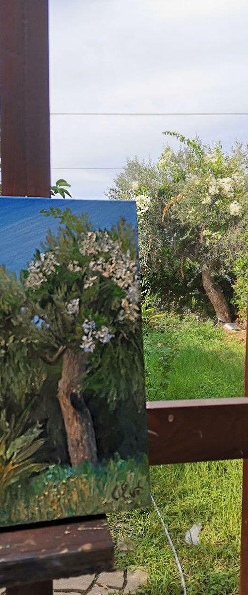 Olive in the arms of blooming bougainvillaea. Plein-air by Oksana Evteeva
