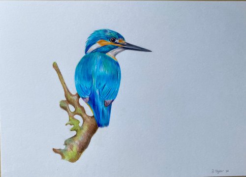 Realistic kingfisher pencil drawing by Bethany Taylor