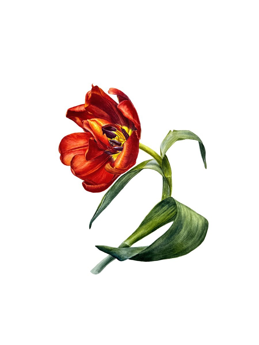 Photorealistic Watercolour , Red Fiery Tulip By Yuliia Prokopchuk, 12 X 16, Artwork For Sale On Artfinder