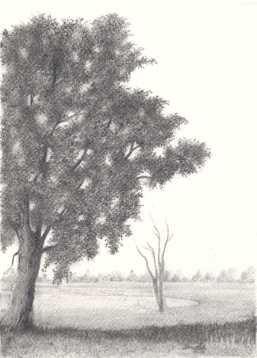 Indian Ebony tree pencil drawing by Shweta Mahajan