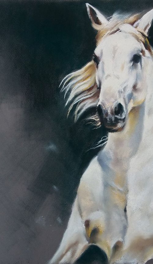 White at gallop by Magdalena Palega