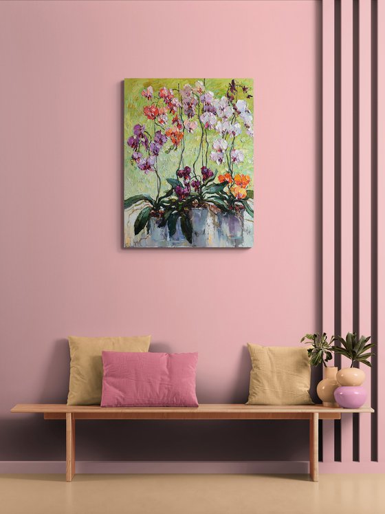 Colorful Orchids