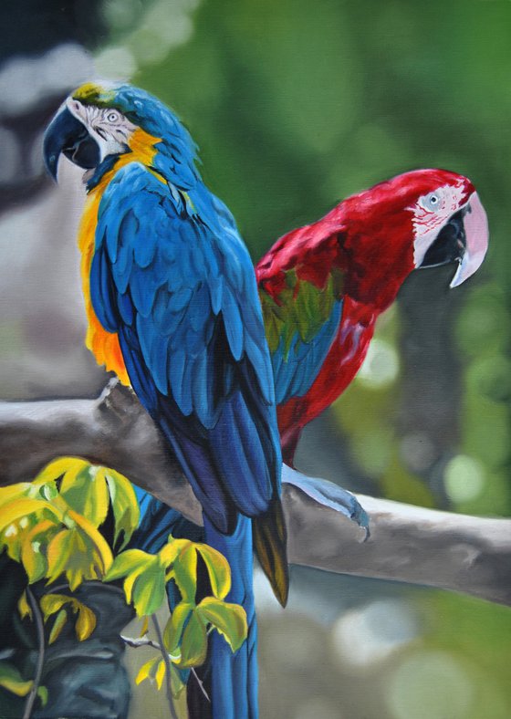 Parrots