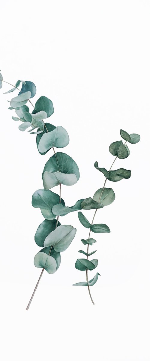 Eucalyptus family. Original watercolor artwork. by Nataliia Kupchyk