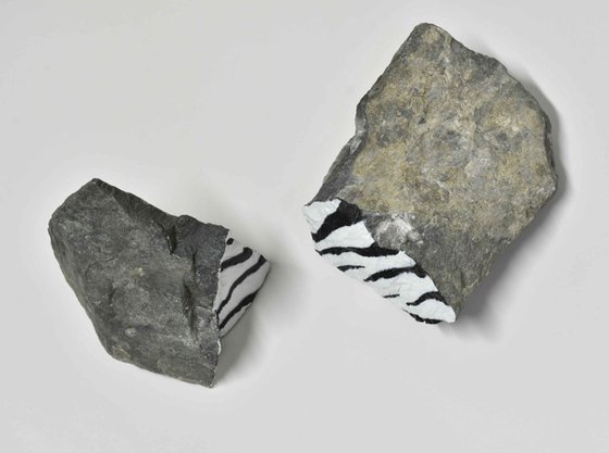 Fossilized zebra 2