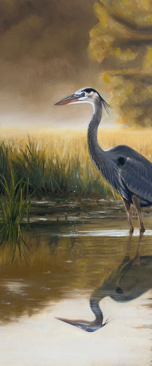 Great Blue Heron on Marsh by Angelo Di Carlo