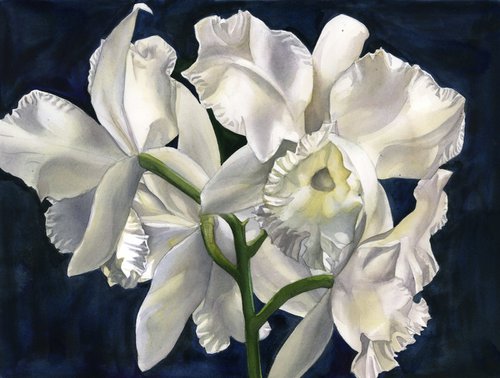 white cattleya orchid with blue by Alfred  Ng