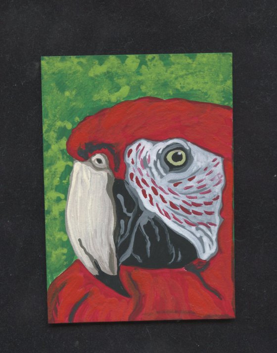 ACEO ATC Original Miniature Painting Scarlet Macaw Parrot Pet Bird Art-Carla Smale