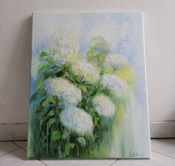 White hydrangeas