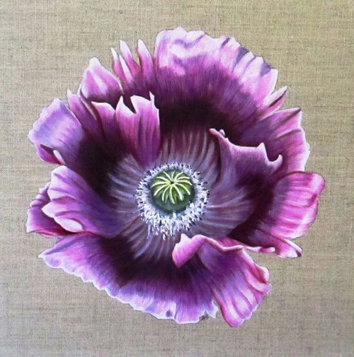 Purple Poppy 2 by Angela Stanbridge