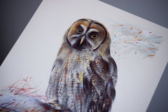 Great Gray Owl - Bird Portrait