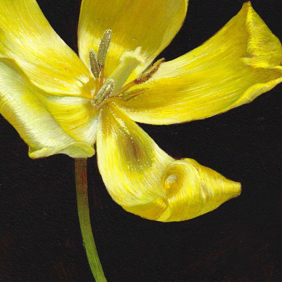 Yellow Tulip Portrait