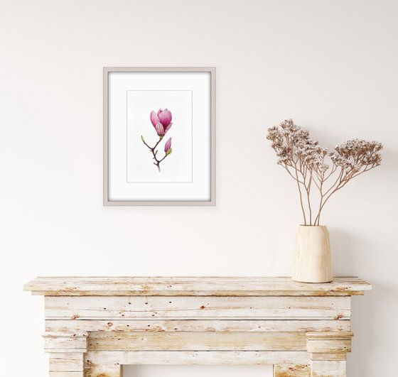 Magnolia blossom. Original watercolor artwork.