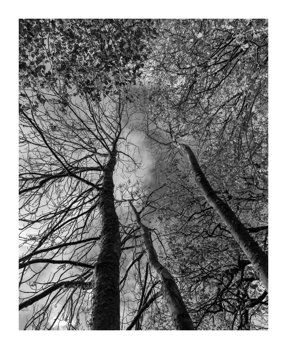 Enclosure Canopy II Photograph by David Baker Artfinder