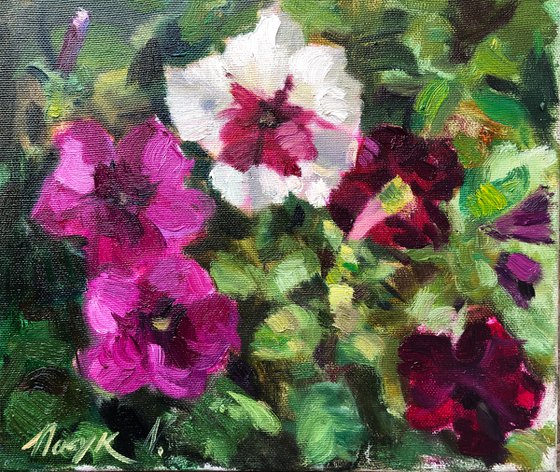 Garden flowers. Petunias